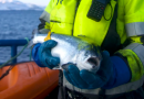 Despite looming tariffs, Norwegian seafood exports break record