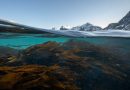 Seaweed forests spreading, could change ocean chemistry in the Arctic