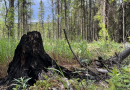 Fires restricted in much of Yukon as weather warms