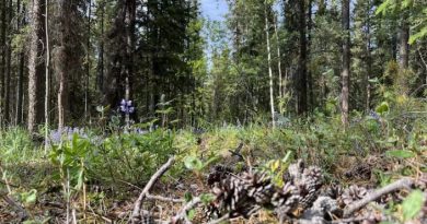 Dead pinecones on a forest floor in summer.