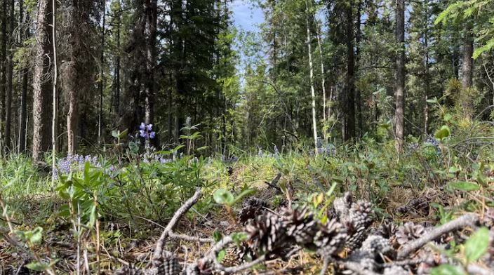 Dead pinecones on a forest floor in summer.