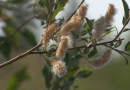 Why the N.W.T. has so much tree fluff this summer