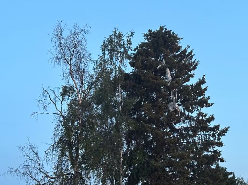 Something white hanging from a tree.
