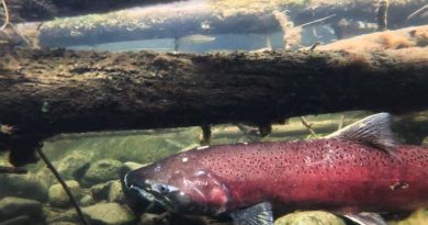 A ruby red salmon resting on rocks at the bottom of a creek.