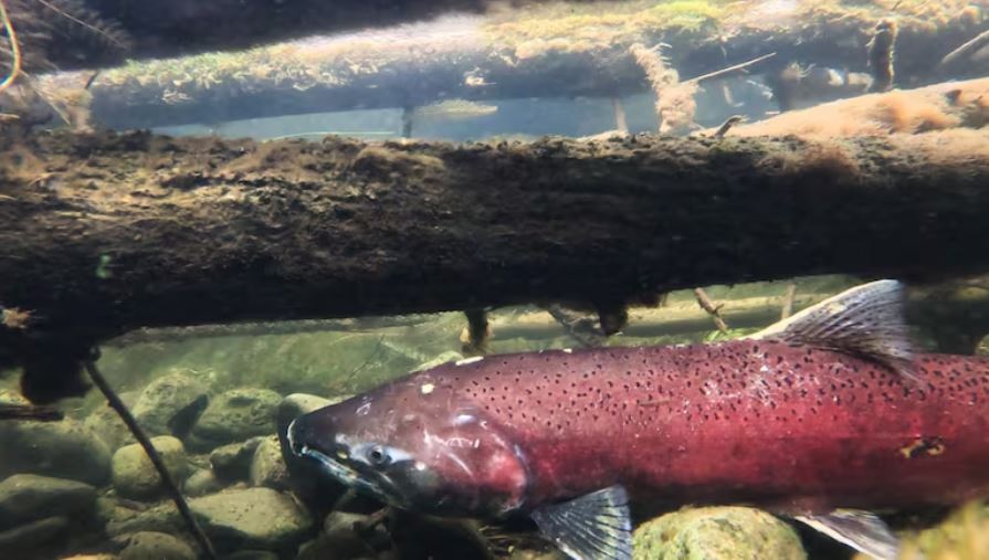 A ruby red salmon resting on rocks at the bottom of a creek.