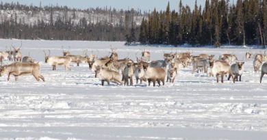 Bathurst caribou in snow
