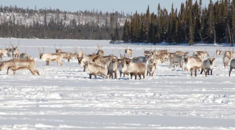 Bathurst caribou in snow