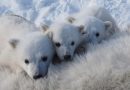 No sea ice, no problem for these Barents Sea bears — for now