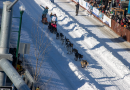 Alaska’s ‘Superbowl’ of dog mushing, the Iditarod, set to run its normal northern route