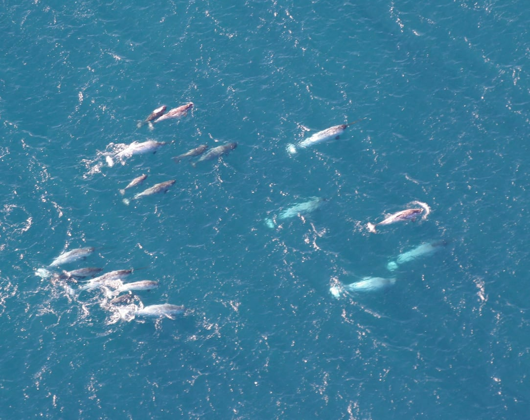“If you go to a rock concert with your friend and you're trying to speak with your them, chances are you won’t be able to share your message efficiently,” said Lyne Morissette of Ocean Networks Canada. “It's the same for whales and for belugas and narwhals, for example, the animals that we mostly see in the Arctic.” (NOAA/Getty Images)