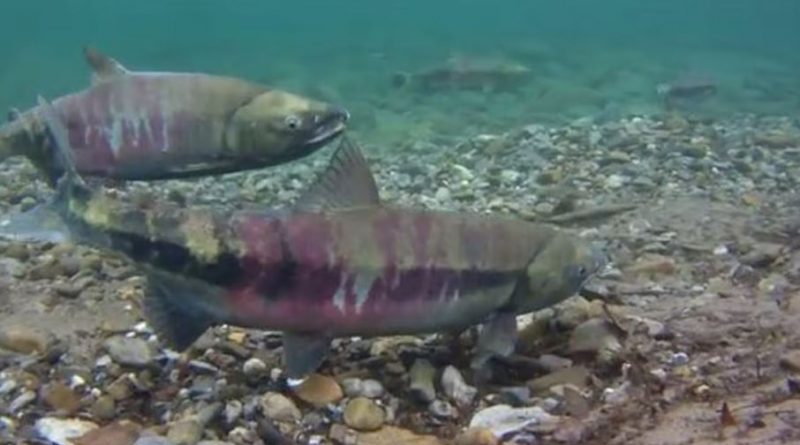 Alaska Natives welcome new state limits to protect chum salmon