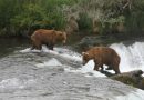 Alaska wildlife agents can kill bears from helicopters in an effort to protect caribou, judge says