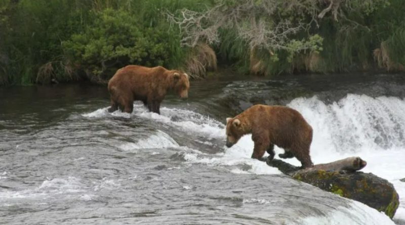 Alaska wildlife agents can kill bears from helicopters in an effort to protect caribou, judge says