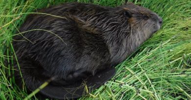 Beaver