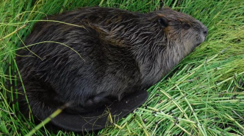 Beaver