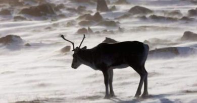 A caribou