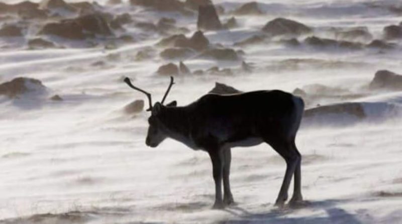A caribou