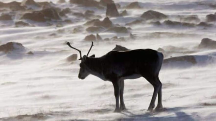 A caribou