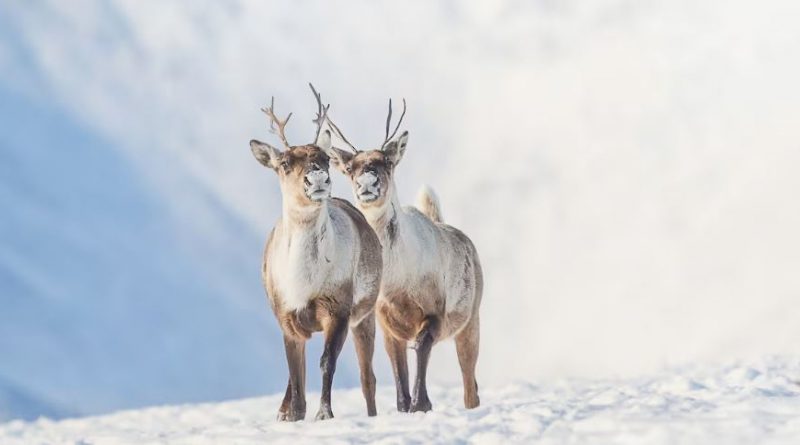 Northern Mountain Caribou