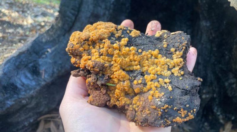 A hand can be seen holding up a piece of deadwood covered in peachy mushrooms.