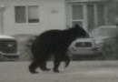 Bear killed after wandering into Yellowknife neighborhood