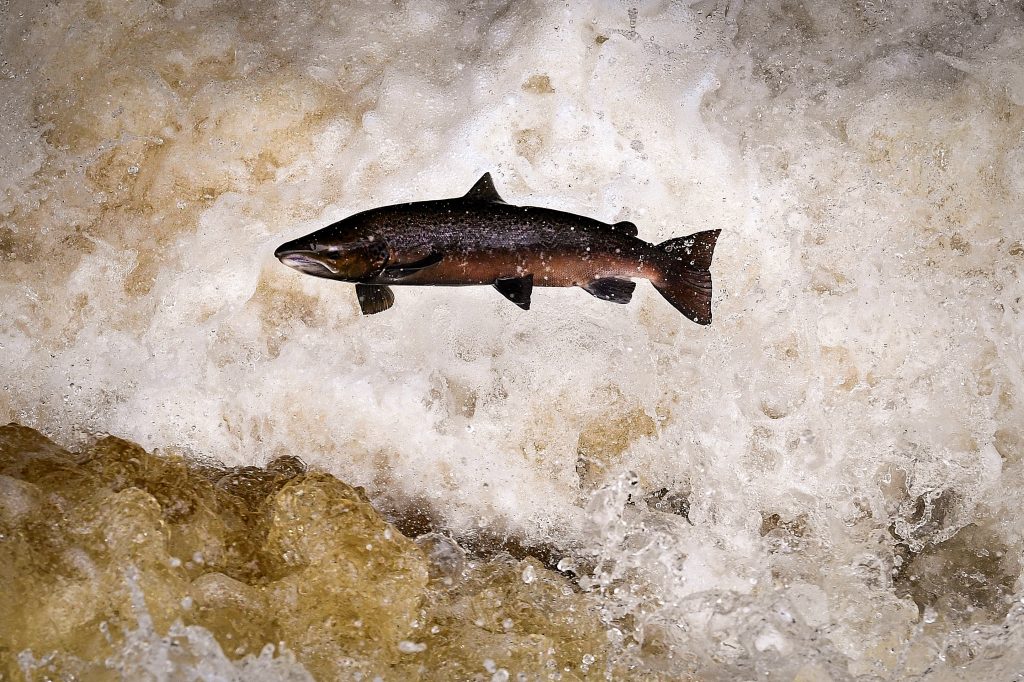 BUCHANTY, SCOTLAND - OCTOBER 22: Migrating salmon are seen leaping at Buchanty Spout on the River Tay in Perthshire on October 22, 2020 in Buchanty, Scotland. The salmon are returning upstream from the sea where they have spent between two and four winters feeding, with many covering huge distances to return to the fresh waters to spawn. (Photo by