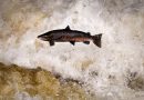 BUCHANTY, SCOTLAND - OCTOBER 22: Migrating salmon are seen leaping at Buchanty Spout on the River Tay in Perthshire on October 22, 2020 in Buchanty, Scotland. The salmon are returning upstream from the sea where they have spent between two and four winters feeding, with many covering huge distances to return to the fresh waters to spawn. (Photo by