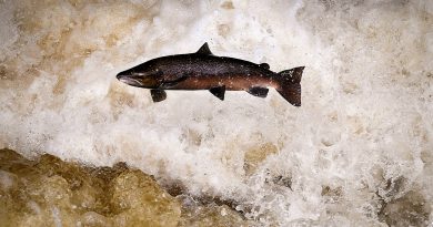 BUCHANTY, SCOTLAND - OCTOBER 22: Migrating salmon are seen leaping at Buchanty Spout on the River Tay in Perthshire on October 22, 2020 in Buchanty, Scotland. The salmon are returning upstream from the sea where they have spent between two and four winters feeding, with many covering huge distances to return to the fresh waters to spawn. (Photo by