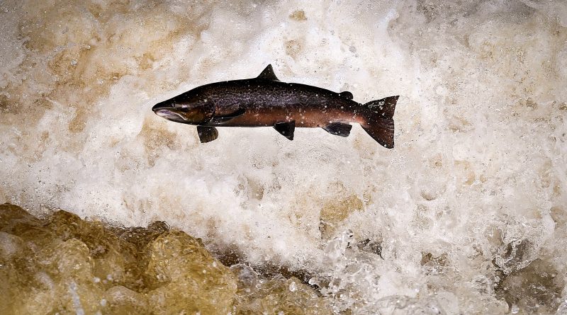 BUCHANTY, SCOTLAND - OCTOBER 22: Migrating salmon are seen leaping at Buchanty Spout on the River Tay in Perthshire on October 22, 2020 in Buchanty, Scotland. The salmon are returning upstream from the sea where they have spent between two and four winters feeding, with many covering huge distances to return to the fresh waters to spawn. (Photo by