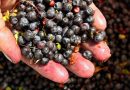 Blueberry season in northern Sweden gets early start