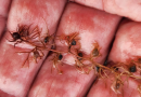 Bug-eating plant found near Iqaluit, far north of usual habitat