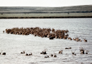Ottawa invests $885,225 to turn Mackenzie Delta reindeer herd management into business