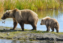 Fat Bear Week in Alaska is back. And this year, it’s all about the mamas