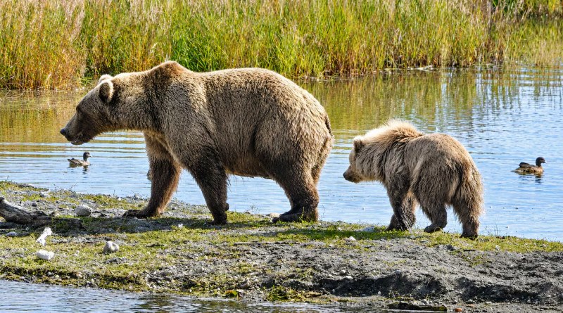 Fat Bear Week in Alaska is back. And this year, it’s all about the mamas