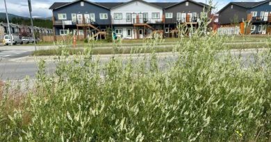 Unkept sweet clover grows in Whistle Bend in summer 2026.