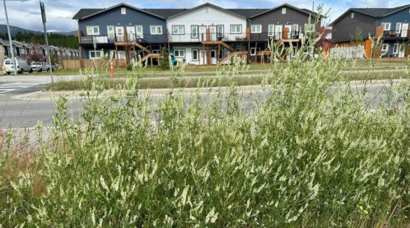 Unkept sweet clover grows in Whistle Bend in summer 2026.