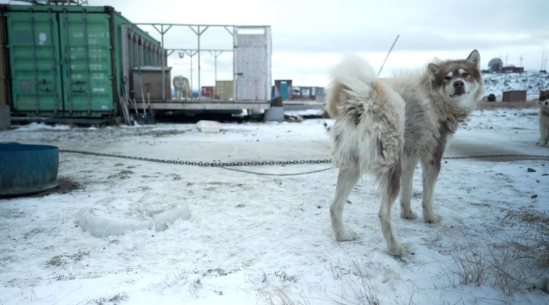 New study sheds light on sled dogs’ short legs, but experts say this is already well known