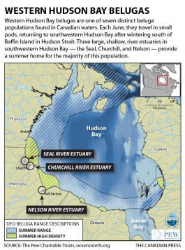 cp-hudson-bay-belugas