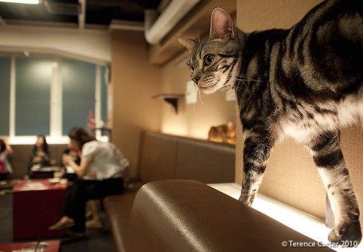 Il y a plus d'une trentaine de cafés à chat au Japon seulement. Les animaux domestiques sont souvent interdits par les propriétaires de logements locatifs, ce qui explique en partie leur popularité.