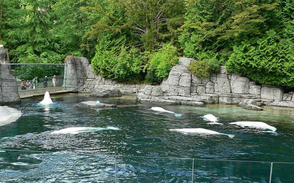800px-Delphinapterus_leucas_at_Vancouver_Aquarium
