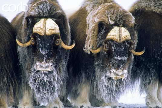 Adult Bull Muskoxen (Ovibos Moschatus) in Defensive Posture. Banks Island, Northwest Territories, Arctic Canada.