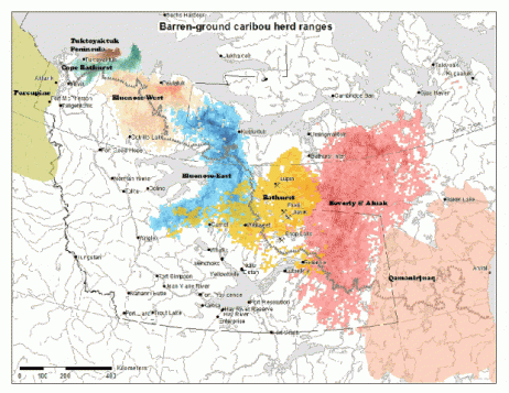 Le troupeau de caribous du secteur Bluenose-East (bleu) et celui du secteur Bathurst (jaune) parcourent la toundra des TNO et du Nunavut.