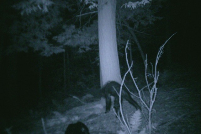 Plusieurs photos et vidéos ont été prises de la bête, mais aucune preuve scientifique n'a révélé son existence hors de tout doute. En 2007, un chasseur de la Pennsylvanie a rendu public une image de ce que certains croient être un Sasquatch ou un Big Foot. Associated Press.