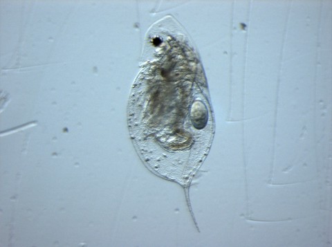 daphnia1