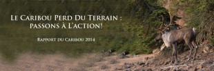 caribou_banner_french
