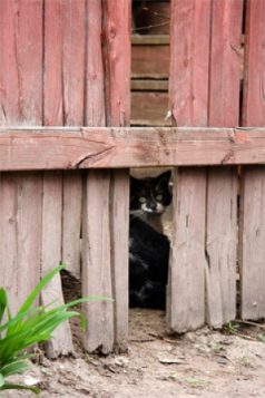 free-roaming-cats-often-appear-hidden