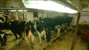 Comme l'humain, les vaches souffrent du manque de lumière. Exposées à un fort éclairage, les vaches peuvent produire jusqu'à deux kilos de lait de plus par jour. 