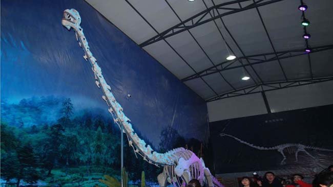 Le squelette Qijianglong se trouve maintenant dans un musée local de la ville de Qijiang.