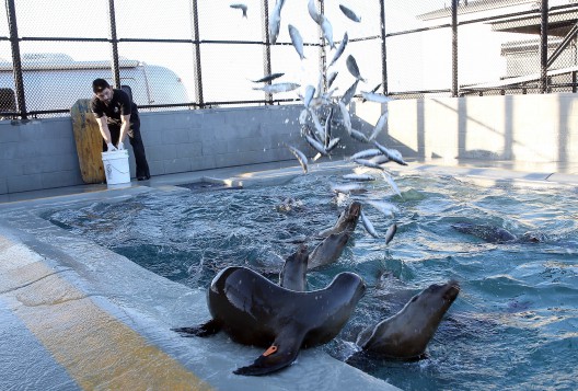 Un dîner de hareng pour les patients du Centre pour les mammifères marins de Sausalito, près de San Francisco.
