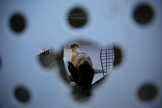 En convalescence.  (Crédit photo: Justin Sullivan/Getty)